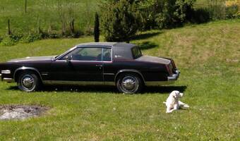 Cadillac Eldorado 8V 6 4 1981